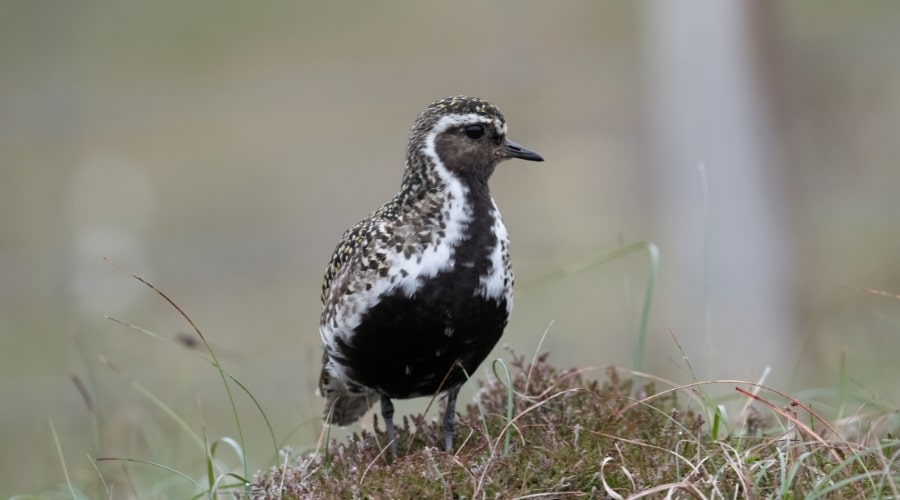 golden-plover