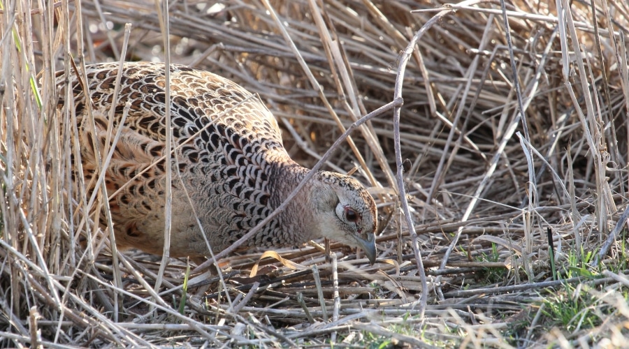 avian-influenza