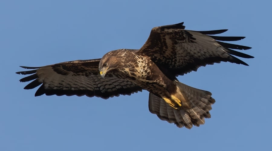 raptor-persecution