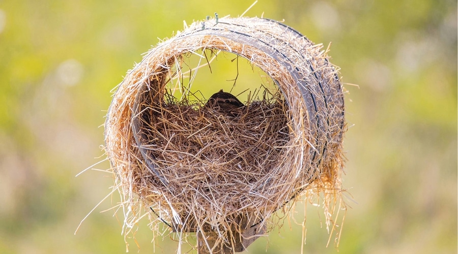 duck-nest-tube