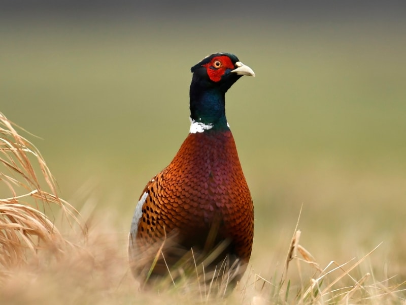 gamebird-releasing