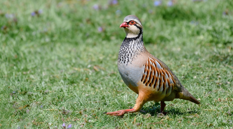 partridge