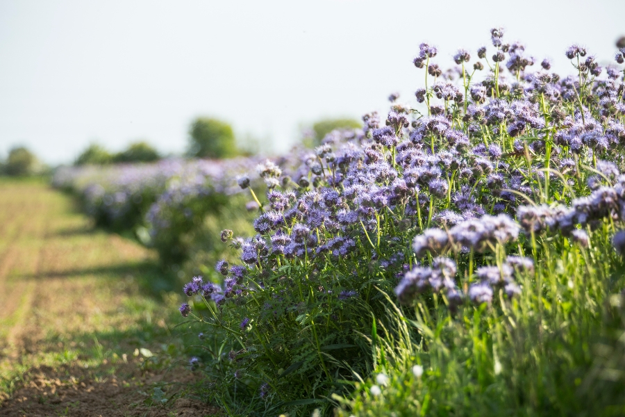 cover-crops