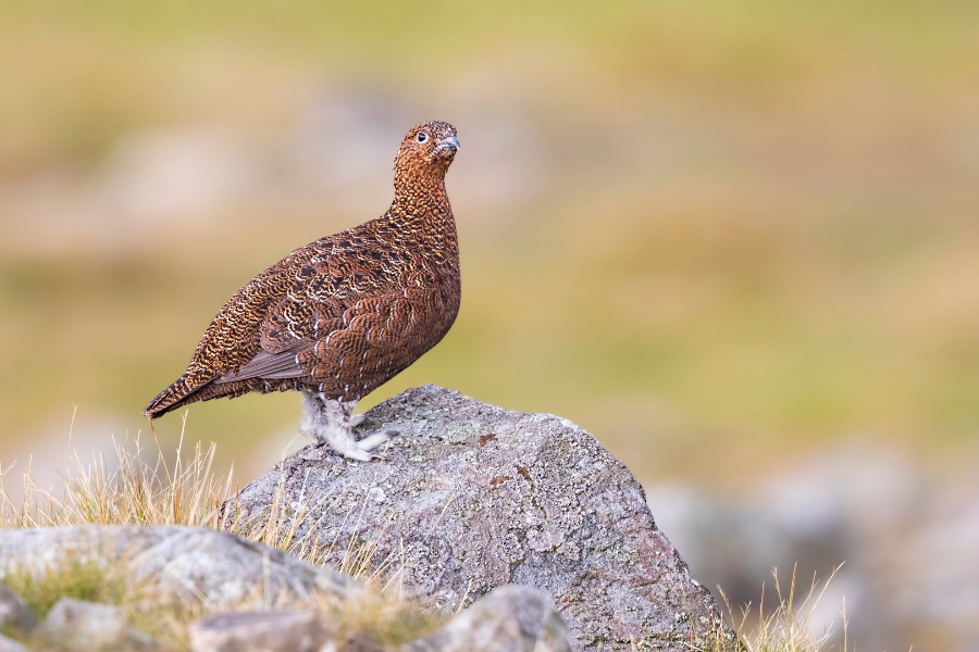 red-grouse