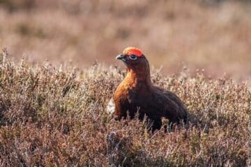 grouse-licensing