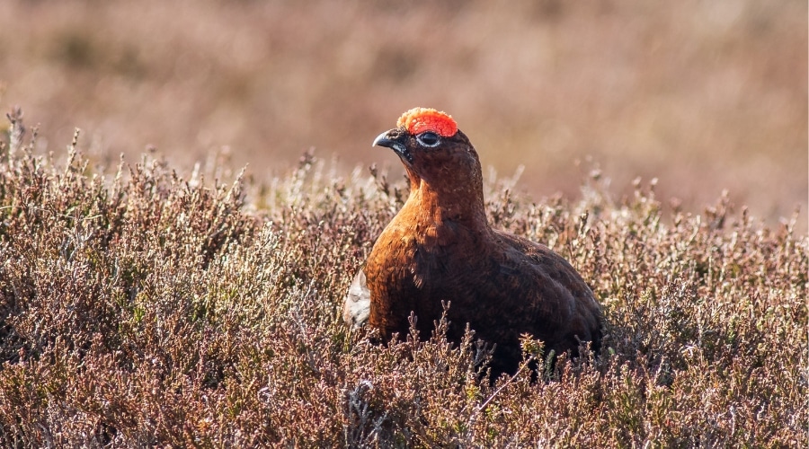 grouse-licensing