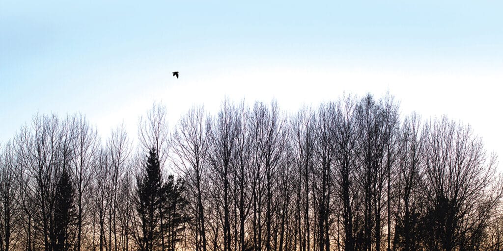 A woodcock flying over a tree line