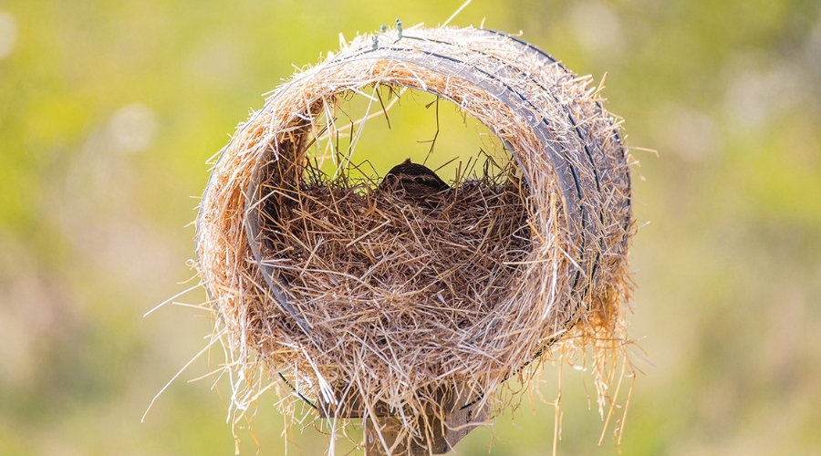 duck-in-nest