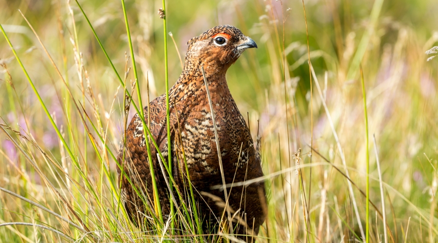 grouse