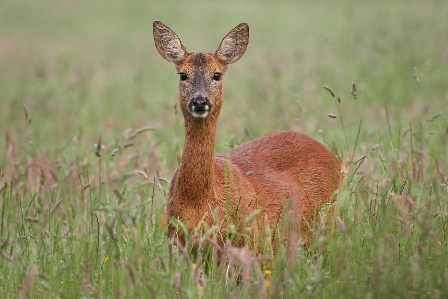 wild-venison