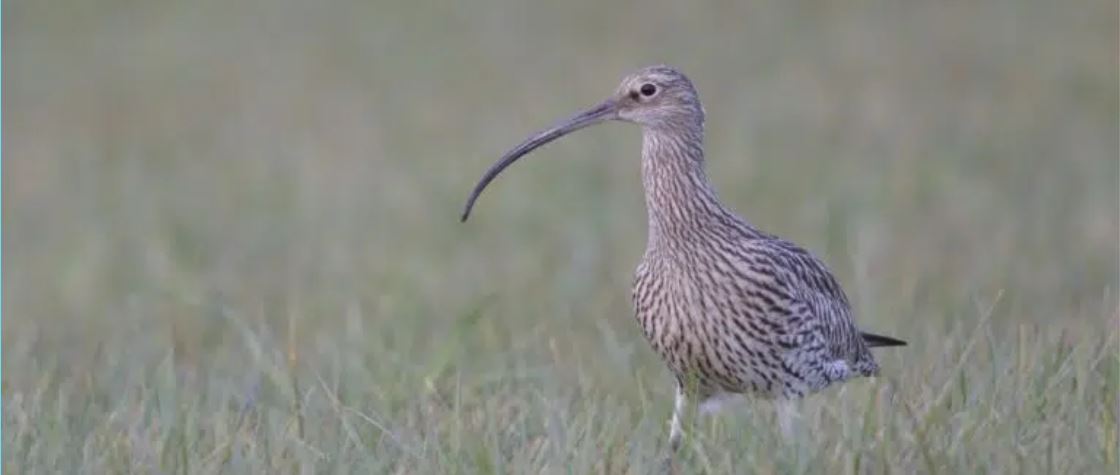 Curlew