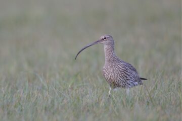 curlew