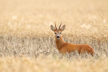 roe-deer