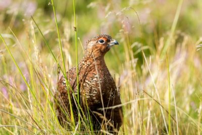 grouse