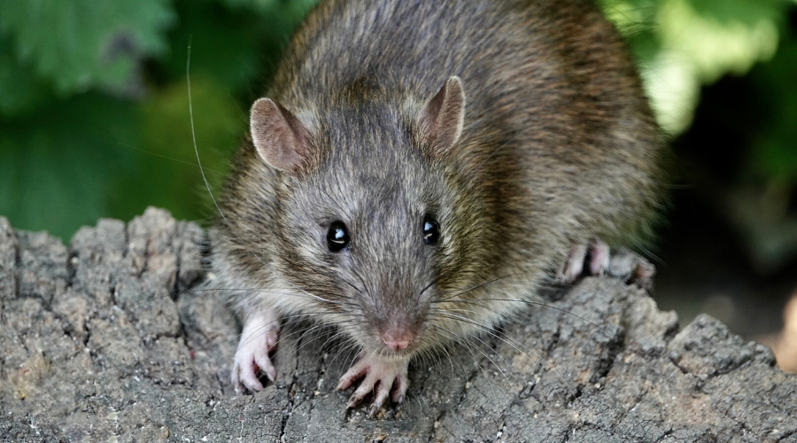 brown rat