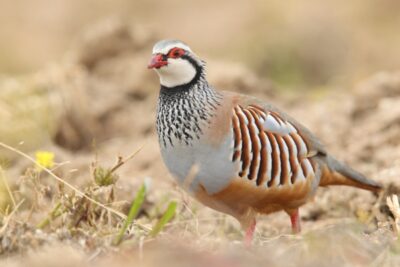 partridge