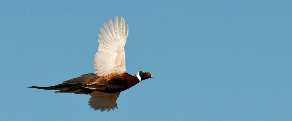 pheasant