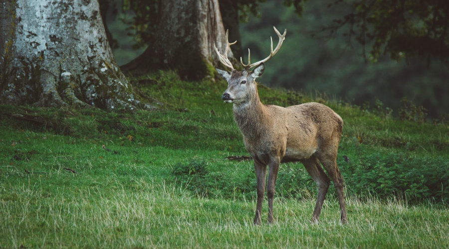 deer-management