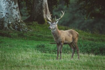 deer-management