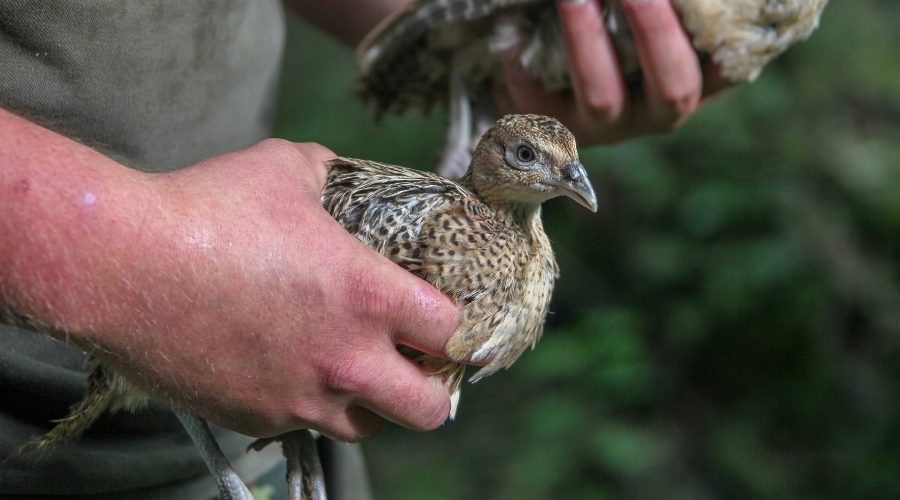 gamebird-releasing