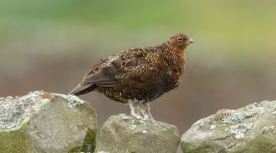 grouse-bill