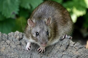 brown rat