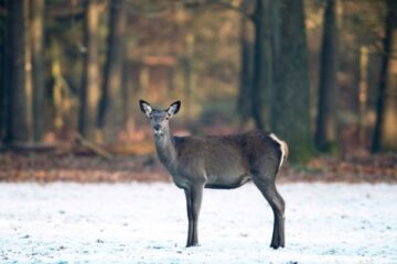 deer managers