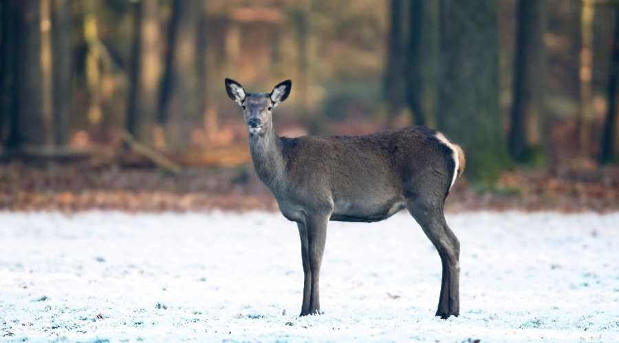 deer managers