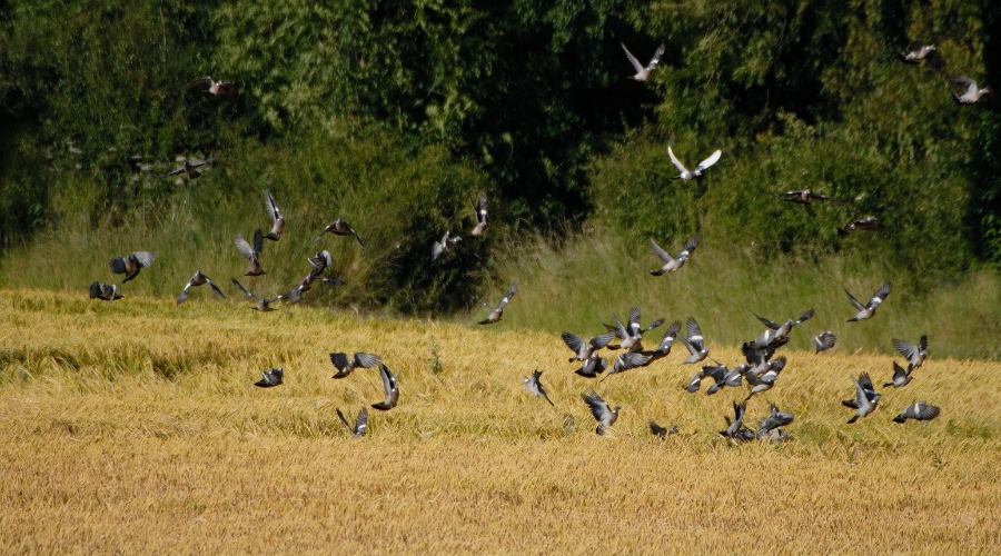 pigeon shooting