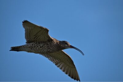 curlew