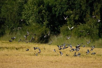 pigeon shooting