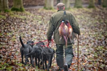 pheasant season