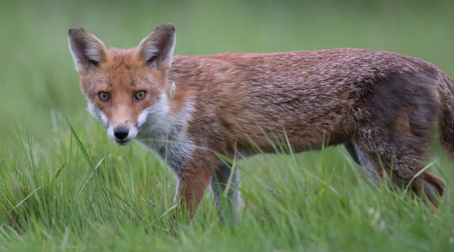 Scottish snares