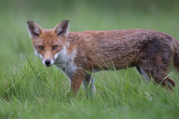 Scottish snares