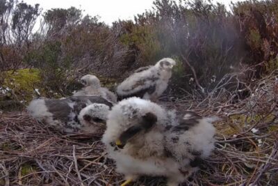 hen harrier