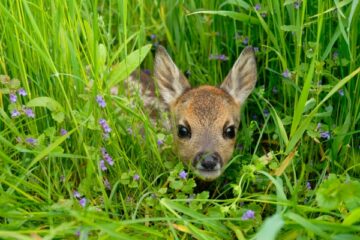 roe fawn