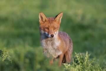 fox in field