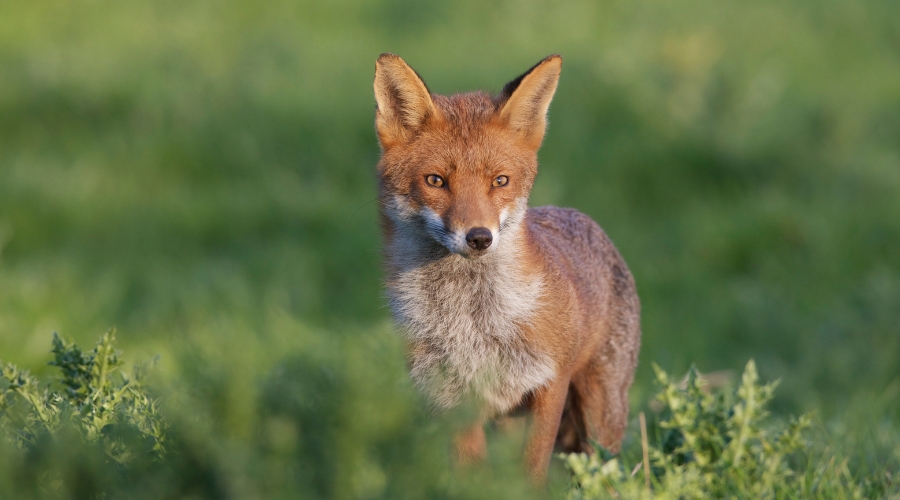 fox in field