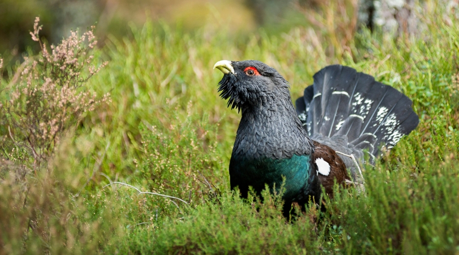 capercaillie