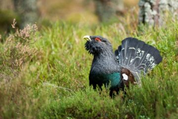 capercaillie