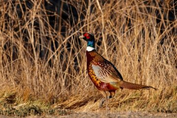 pheasant