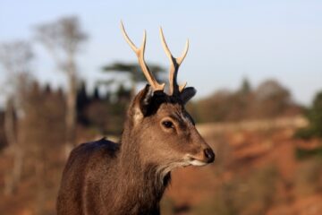 sika deer