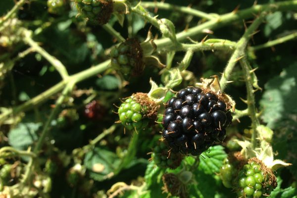 Forage for blackberries, or brambles - they are so abundant and delicious