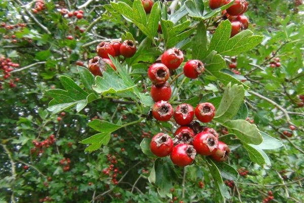 Forage for hawthorn - it is a great addition to jellies