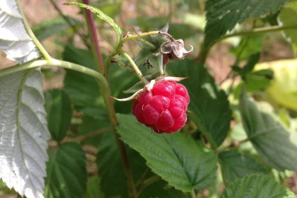 Foraging raspberries is easy and they are delicious