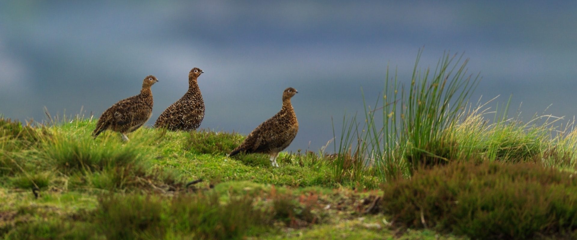 red-grouse