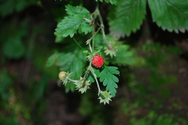 Foraging for wild strawberries is hard but their flavour makes it worth the effort